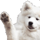 doggo